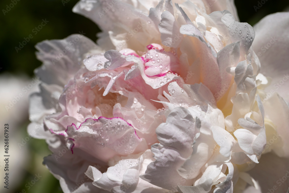Fototapeta premium beautiful white peonies in summer with water drops