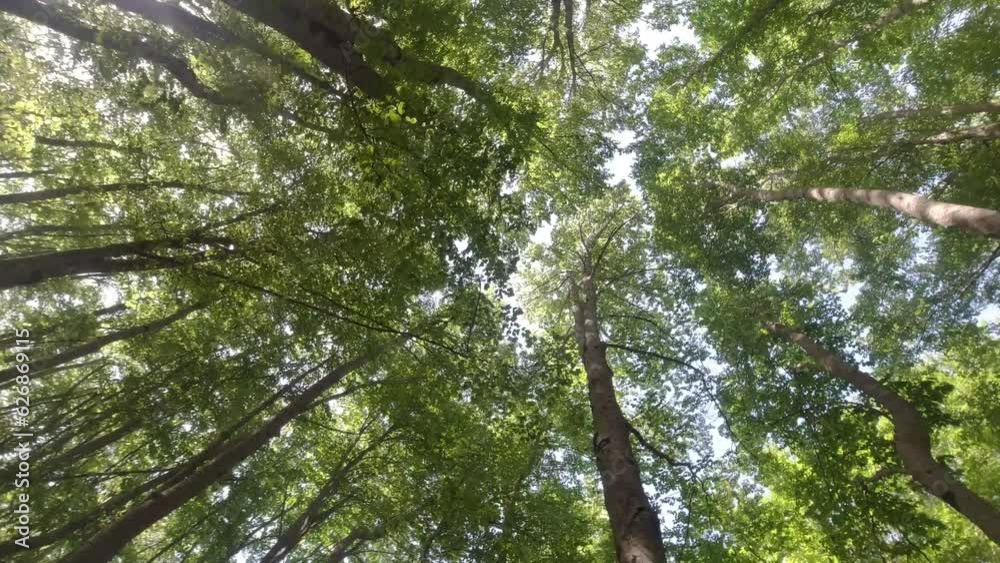 sottobosco, alberi mossi dal vento, 4k