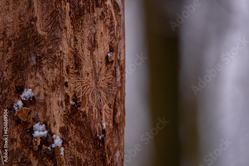 The trunk of an elm attacked by parasites. The texture of the bark of Ulmus carpinifolia in the winter season