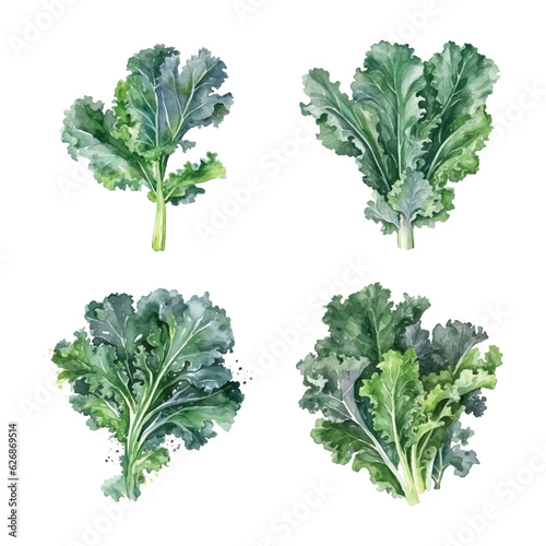 Kale watercolor paint