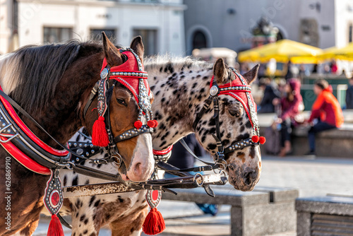 horses with carriage on the main square of Krakow photo