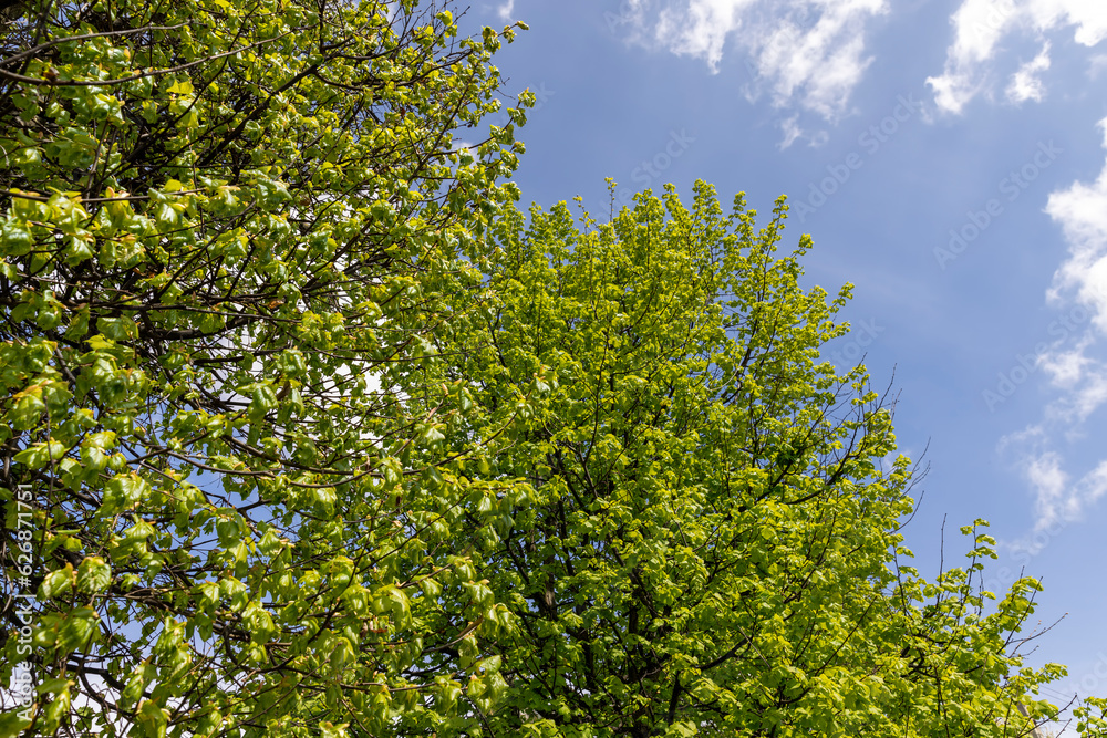 green foliage of linden trees in the spring season green foliage of linden trees in the spring season