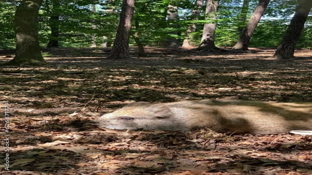 Wild boar sleeping and waking up in forest in Karlovy Vary, Czech Republic. Vertical video Wild boar sleeping and waking up in forest in Karlovy Vary, Czech Republic. Vertical video