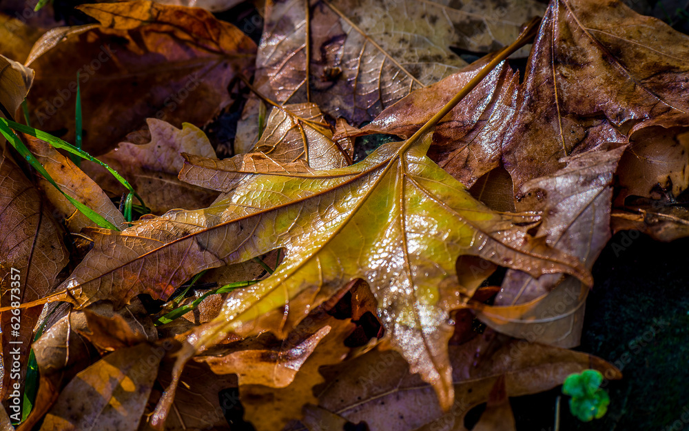 A fallen sycamore leaf, covered by the dewdrops of the morning moisture. Autumn is coming. A fallen sycamore leaf, covered by the dewdrops of the morning moisture. Autumn is coming.