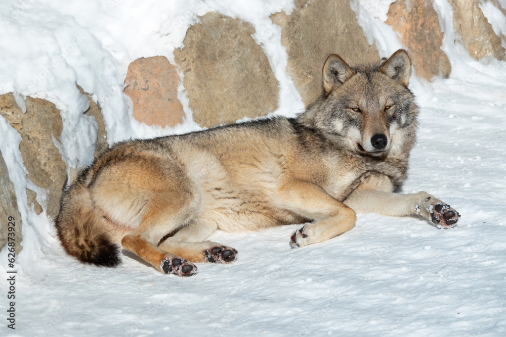 Naklejka premium gray wolf lies in the sun on the snow in winter