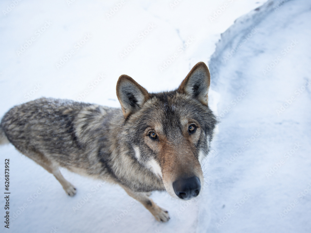 Portrait of a gray wolf taken with a wide angle lens Portrait of a gray wolf taken with a wide angle lens