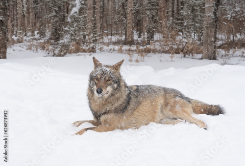 Gray wolf lies in the snow on the background of the forest
