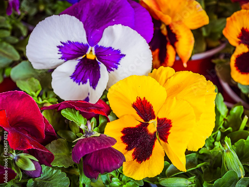 White, purple, yellow and red colored pansies from above. Detail of a green garden.