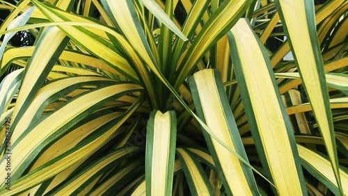 Close up Phormium Yellow Wave for background texture. Grows in the wild jungles of Sri Lanka photo