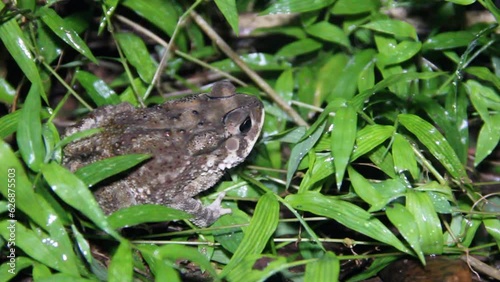 Ferguson's toad (Bufo fergusonii) in past Schneider's (dwarf) toad (Duttaphrynus scaber) amphibian to Sri Lanka and India. Picture from evergreen tropical forest of Sri Lanka photo