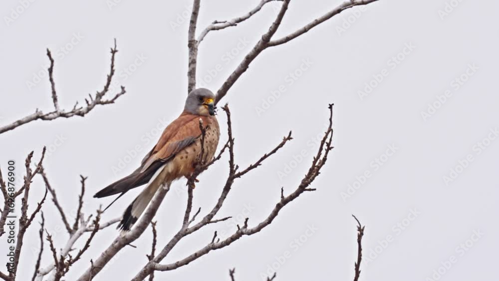 Male Lesser kestrel (Falco naumanni) eating a beetle Male Lesser kestrel (Falco naumanni) eating a beetle