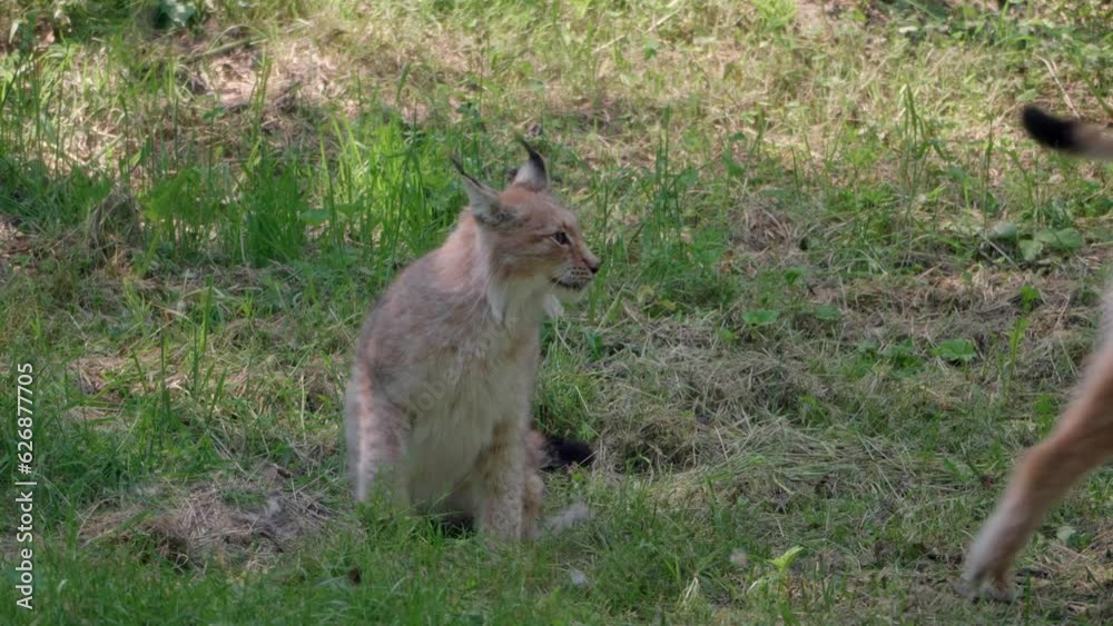 Eurasian Lynx (Lynx lynx) couple mates and another Lynx arrives Eurasian Lynx (Lynx lynx) couple mates and another Lynx arrives