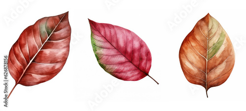nature mahogany leaf watercolor ai generated photo