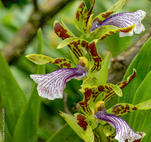 Zygopetalum crinitum. It is endemic to the Atlantic Forest ecoregion of southern and southeastern Brazil. photo