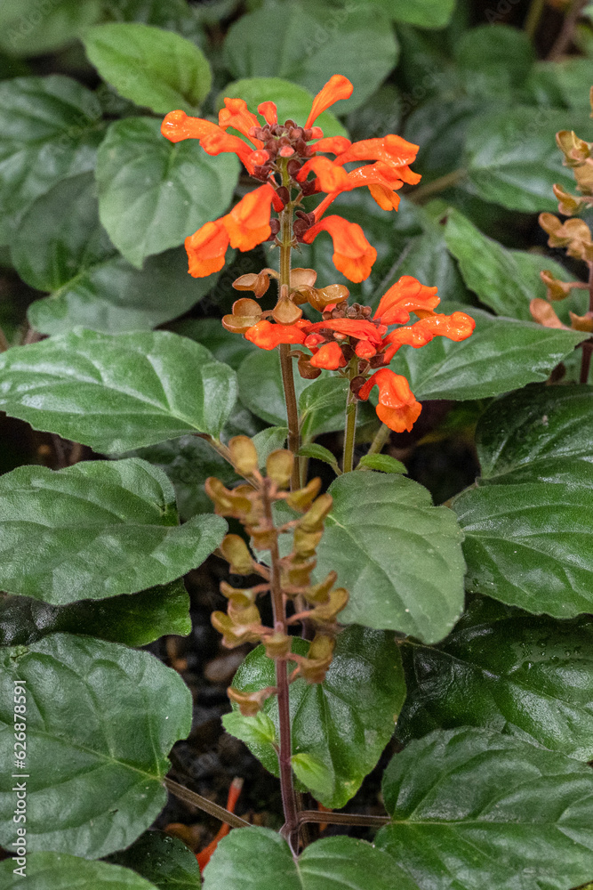 Scutellaria aurata (family Lamiaceae).