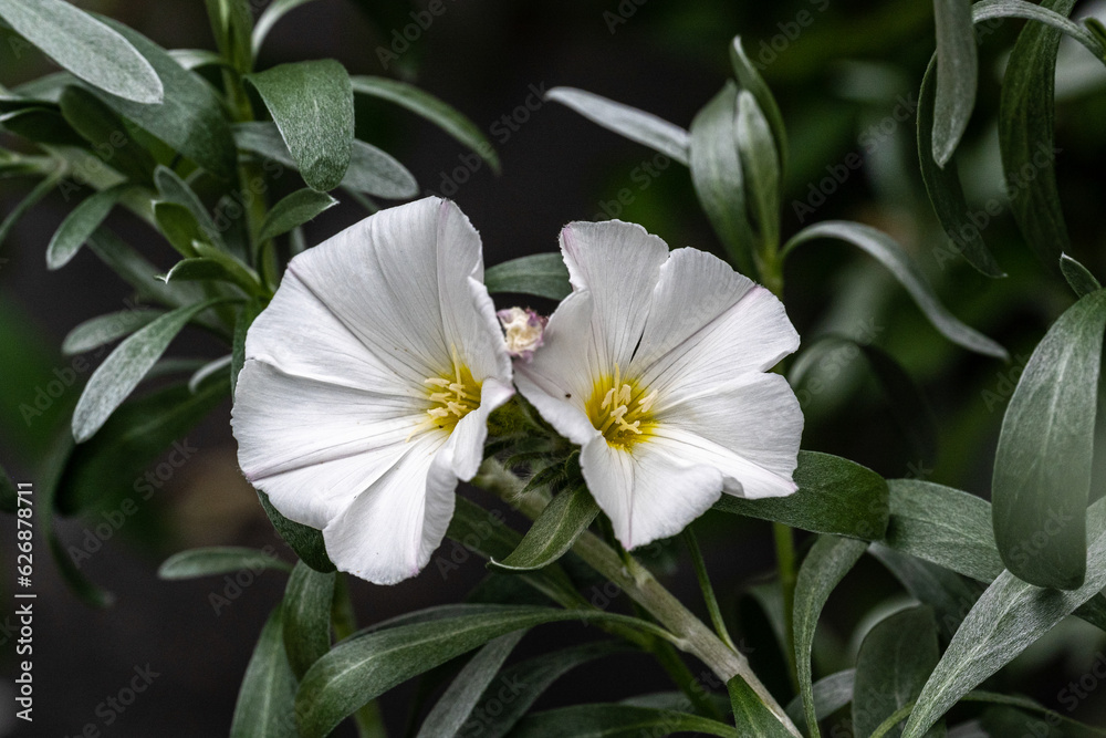 Φωτογραφία Shrubby bindweed (Convolvulus cneorum) The species is found in coastal areas of Spain, Italy, Croatia and Albania