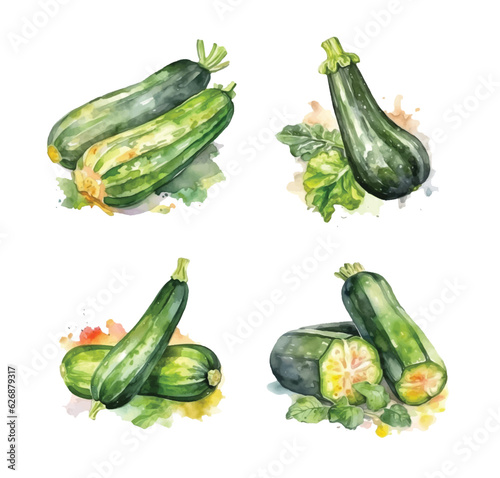 Zucchini watercolor paint