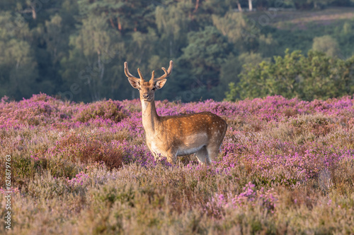 A large single fallow deer standing in heather lit by early morning sun with trees and bushes behind all in the New Forest, Hampshire, UK photo