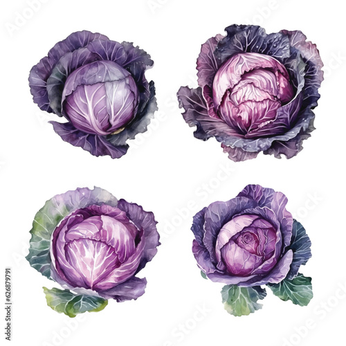  Cabbage watercolor paint