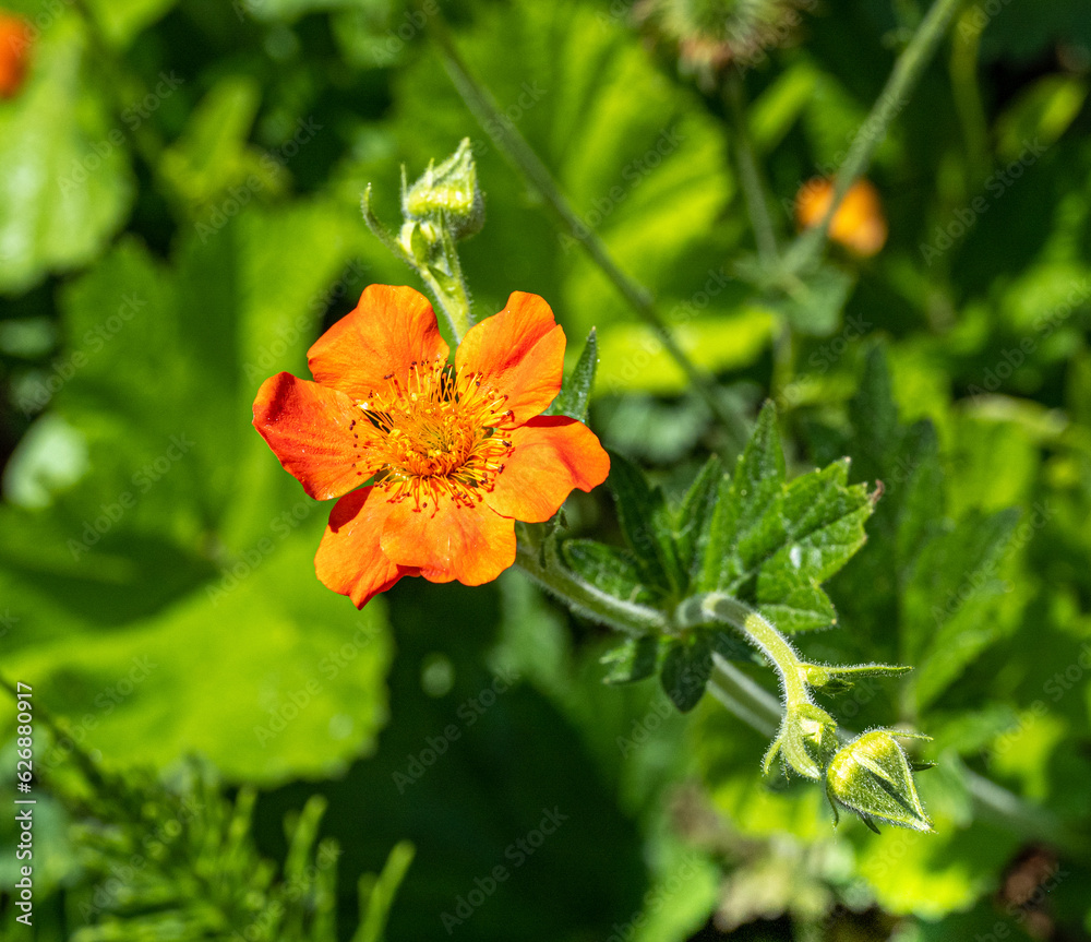 Scarlet Avens (Geum coccineum) close-up of flowers. Botanical garden kit, Karlsruhe, Baden Wuerttemberg, Germany 