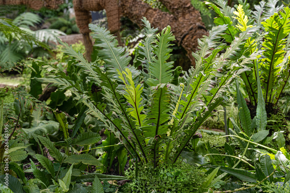 Obraz premium Asplenium nidus, Bird‘s nest fern center with wet leaves