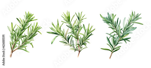 leaves rosemary watercolor ai generated