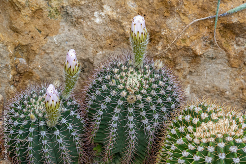 Cactus, flower (Acanthocalycium spiniflorum var. spiniflorum)