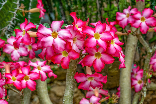 Beautiful Pink Adenium obesum flower in garden, (Desert Rose, Impala Lily, Mock Azalea) photo