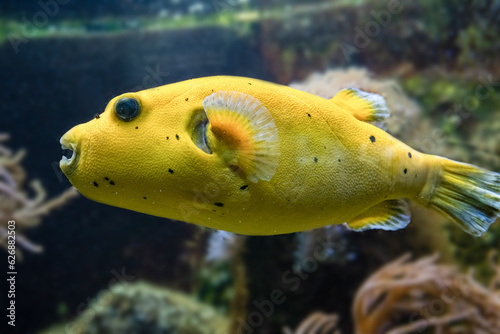 Yellow Blackspotted Puffer Or Dog-faced Puffer Fish Arothron Nigropunctatus Swimming In Water.