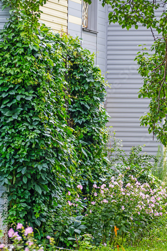The wall of the house decorated with ivy on a summer day © vladimir subbotin