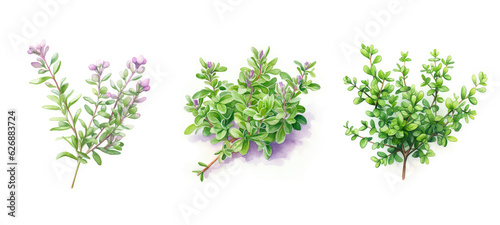 organic thyme watercolor ai generated