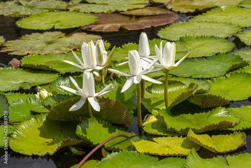 European White Waterlily (Nymphaea alba). Botanical Garden, Frankfurt, Germany, Europe photo