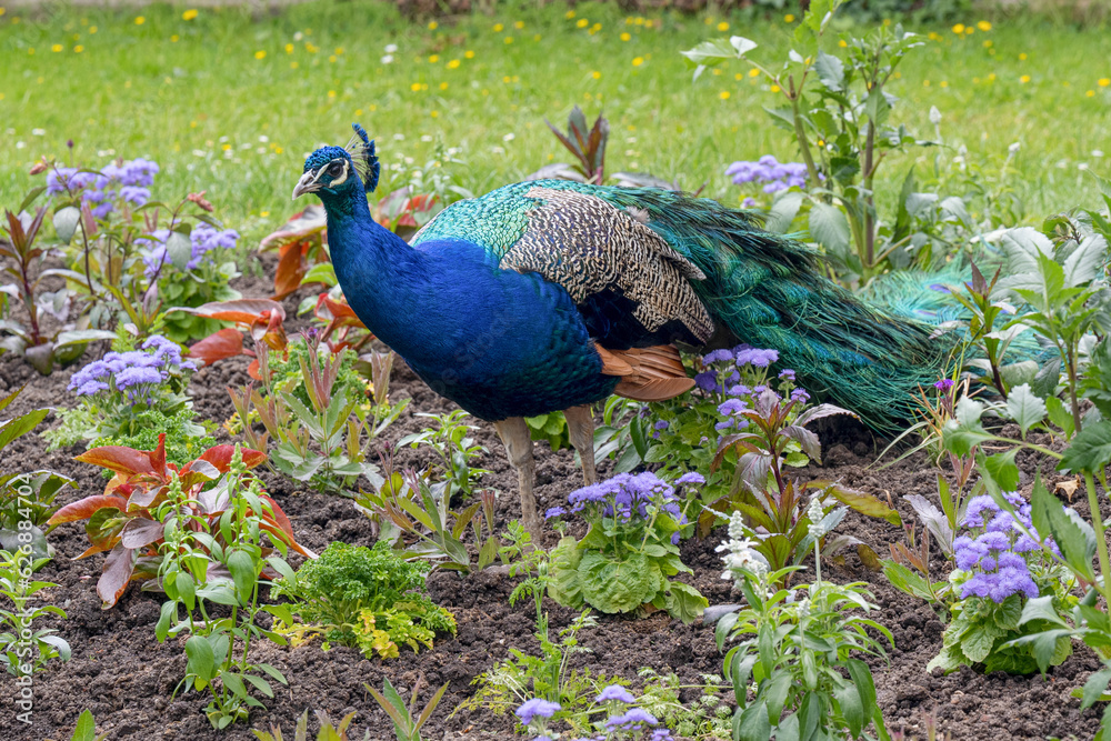 Peacock or Peafowl is also called Pavo cristatus Peacock or Peafowl is also called Pavo cristatus
