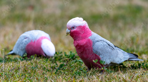 Galah photo