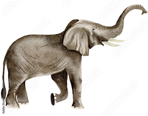 Elephant watercolor,wild animals © jenjira