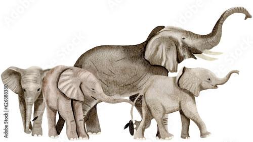 Elephant watercolor,wild animals