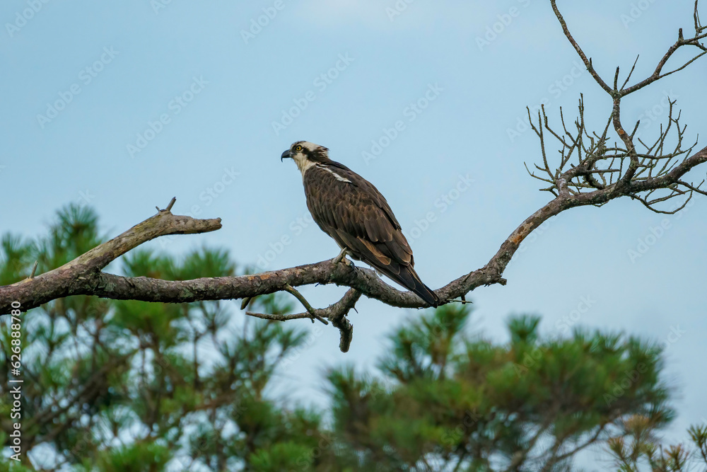 As osprey perches on a tree branch while searching for it's next meal As osprey perches on a tree branch while searching for it's next meal