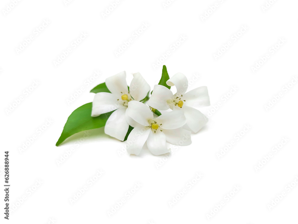 Murraya paniculata flowers and green leaves. Isolated on a white background.