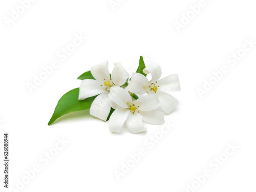 Murraya paniculata flowers and green leaves. Isolated on a white background.