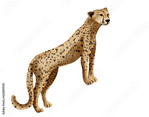 Wild animal, Leopard  watercolor painting