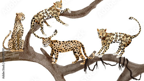 Wild animal, Leopard  watercolor painting