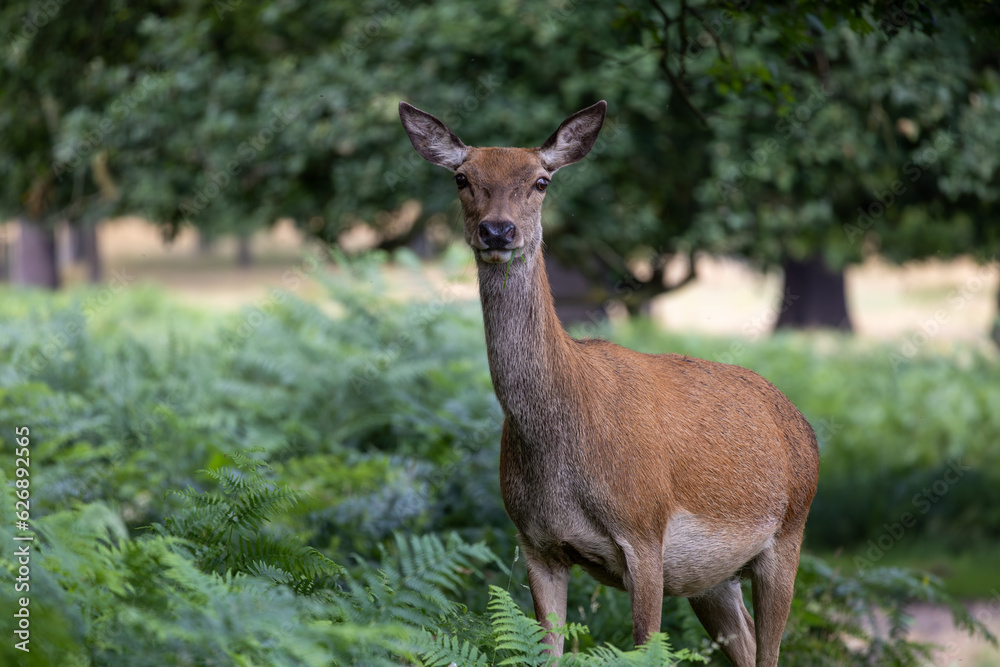 Deer Eating in the Woods