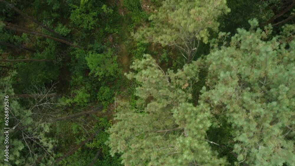 forest path from a bird's perspective forest path from a bird's perspective