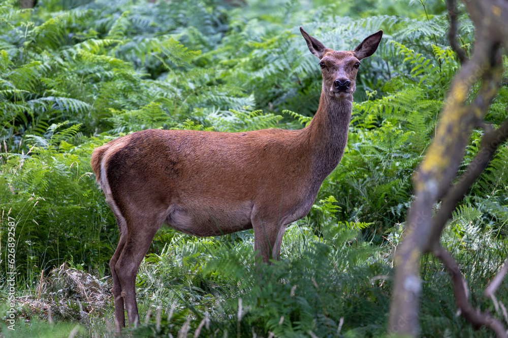 Fototapeta premium Deer in the Forest
