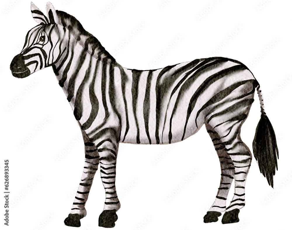 Obraz premium Zebra watercolor painting