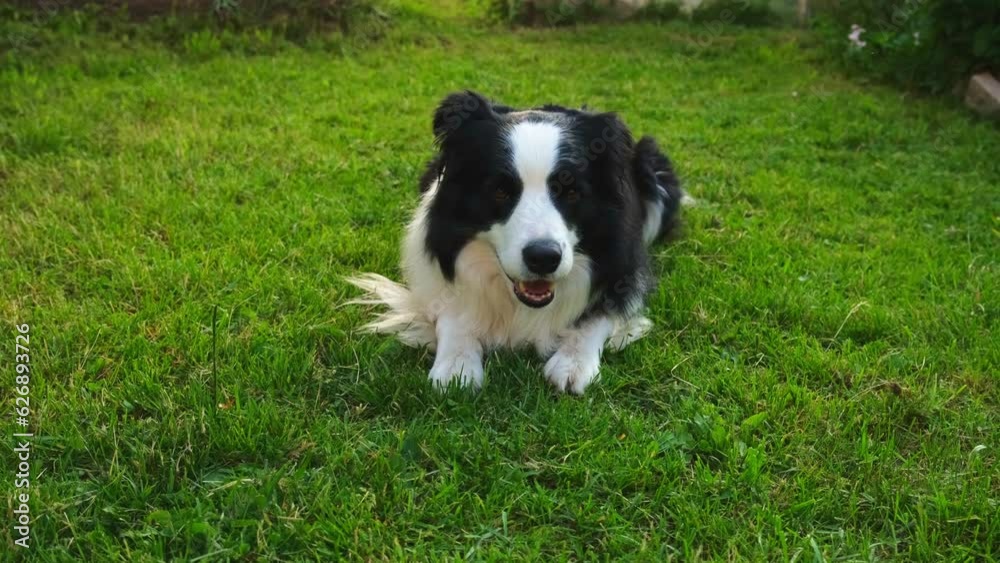 Dog walking. Pet activity. Cute dog border collie lying down on grass in park. Puppy dog with funny face walking in sunny summer day outdoor. Happy funny emotional dog Dog walking. Pet activity. Cute dog border collie lying down on grass in park. Puppy dog with funny face walking in sunny summer day outdoor. Happy funny emotional dog