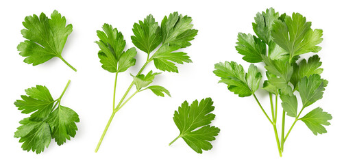 Mediterranean herbs and spices: set of fresh, healthy parsley leaves, twigs, and a small bunch isolated over a transparent background, cooking, food or diet design elements, PNG