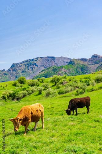 阿蘇カルデラとあか牛の放牧風景 © k_river