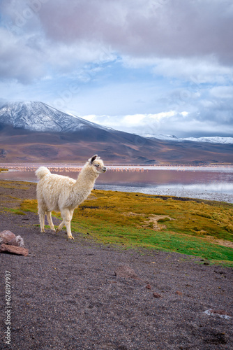 Fototapeta Naklejka Na Ścianę i Meble -  Animal life in Bolivia - Uyuni