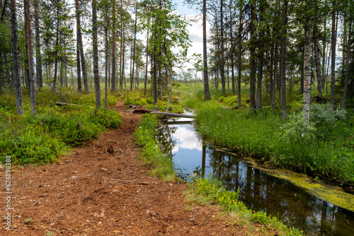 Small creek from a Artesian spring i forest landscape photo